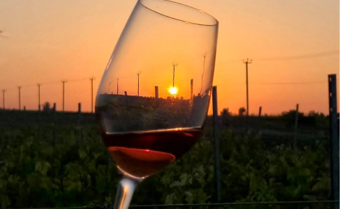 От лозы до бокала